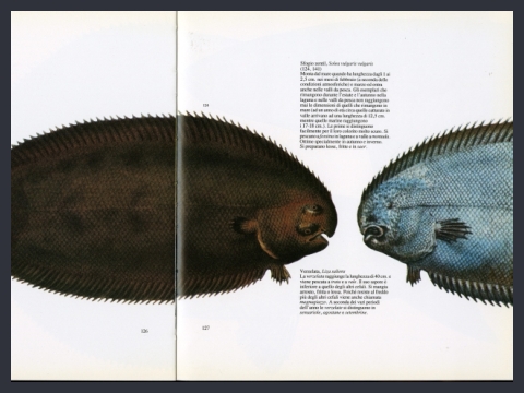 24. La pesca nella Laguna di Venezia, 1981