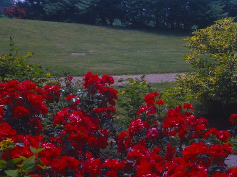 19. Giardino di F. Brandolin, anni ’80