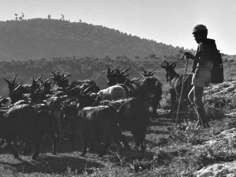 3. Vieste e Peschici: veduta, 1963