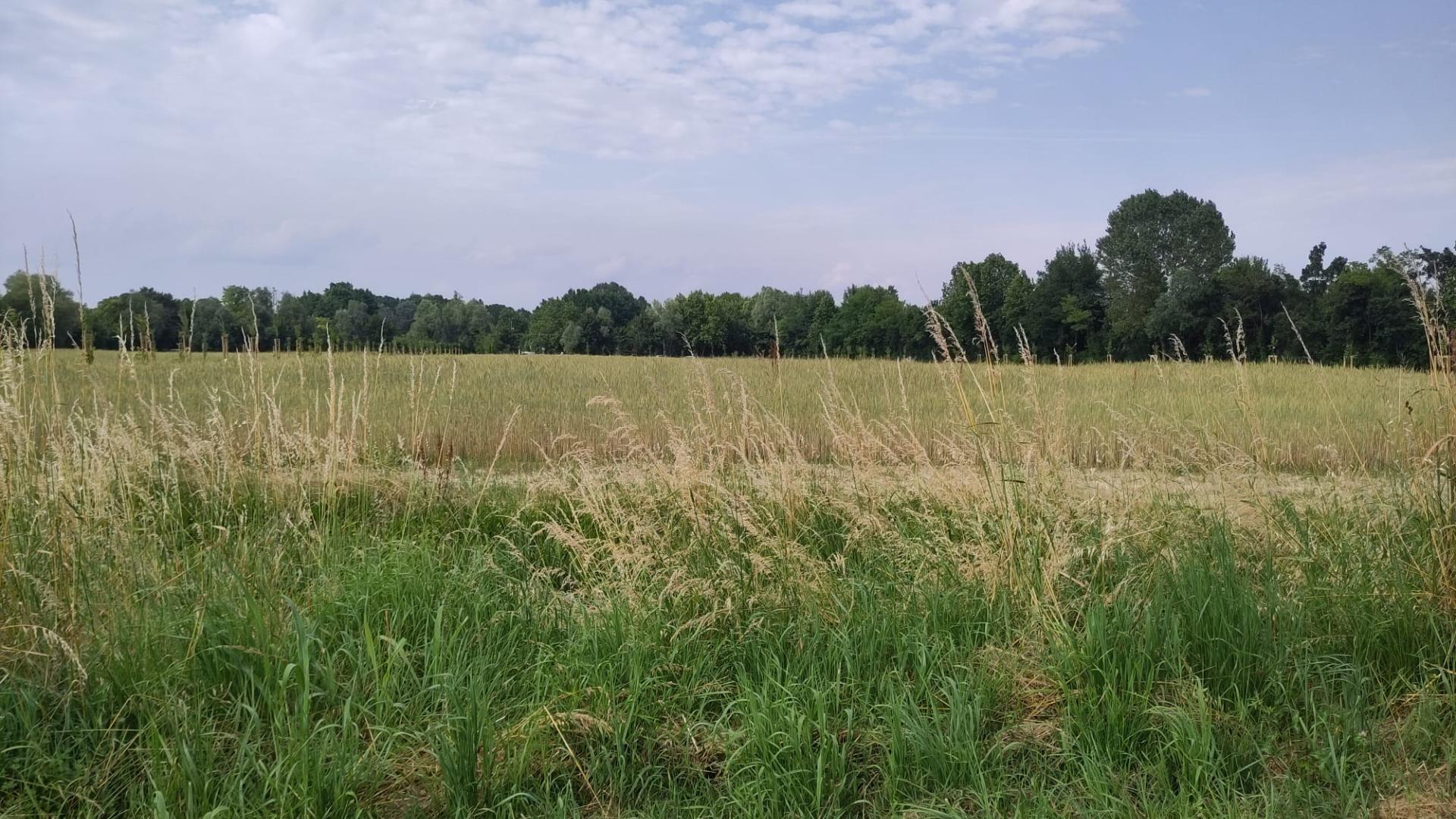 parco basso isonzo, cereali - Marta De Marchi
