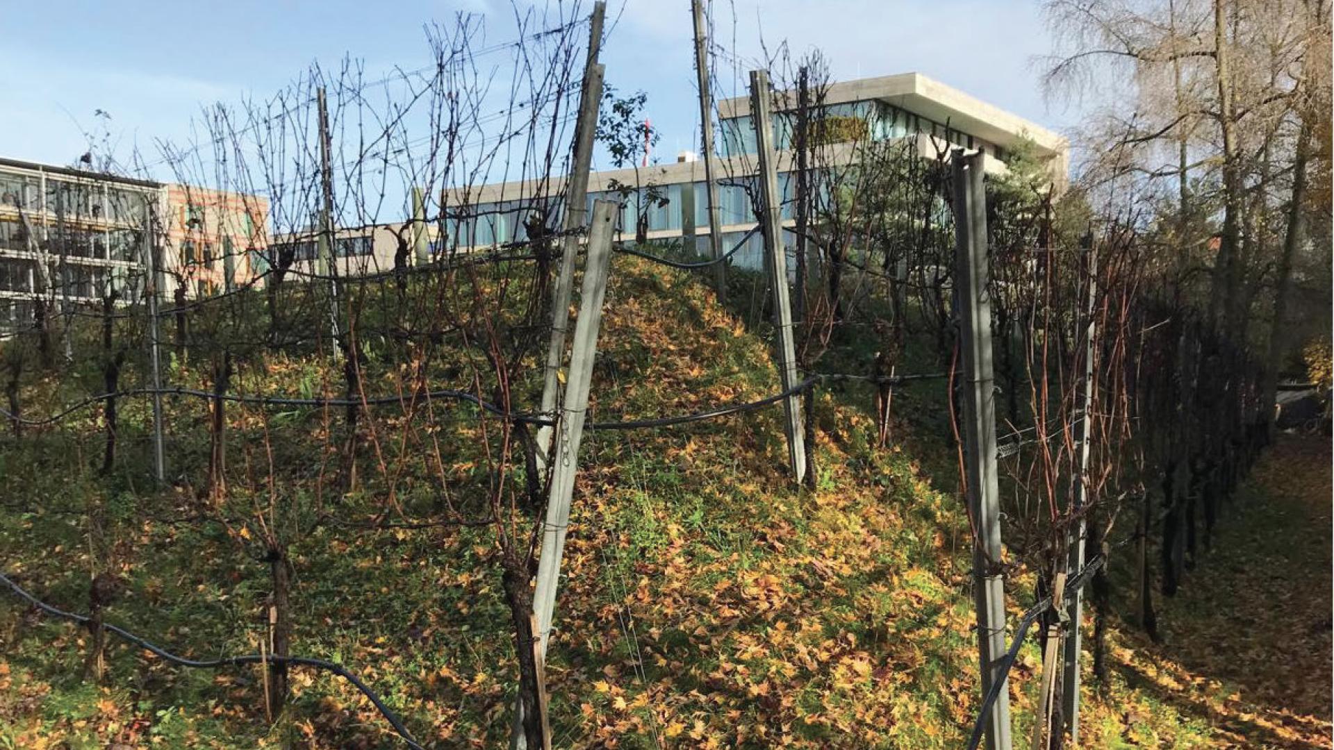 cibo e città immagine 10 maggio 2024