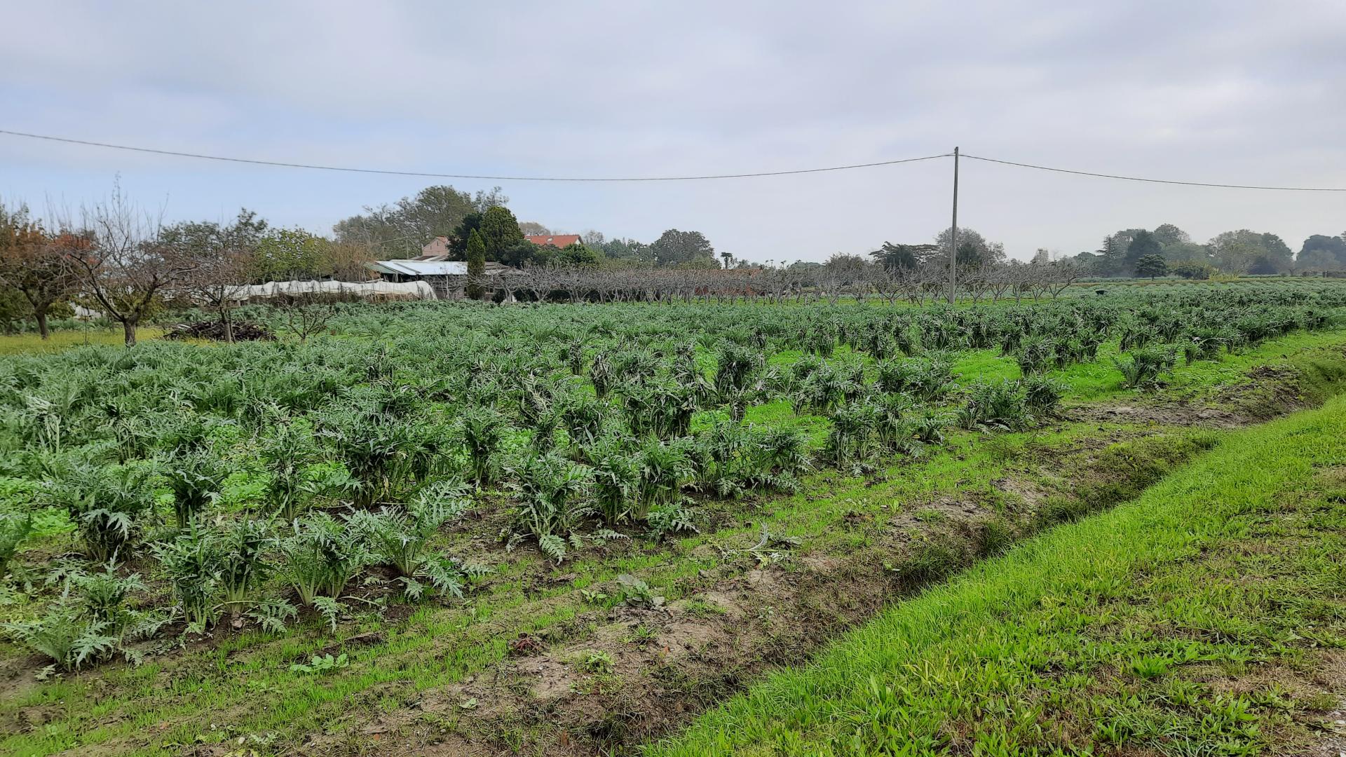 Cibo in rete