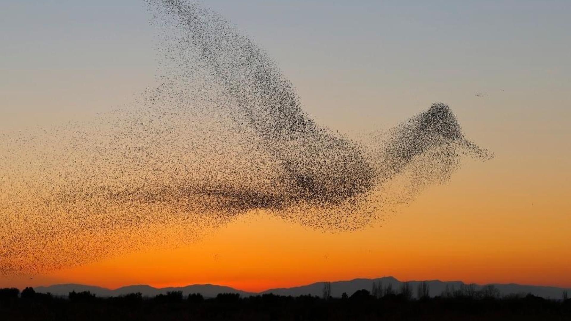 The role of international negotiations for biodiversity conservation