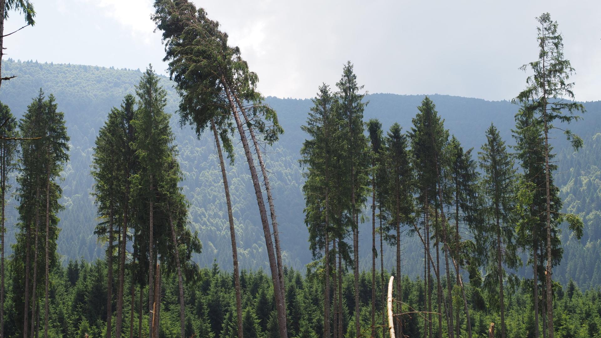 Foresta del Cansiglio
