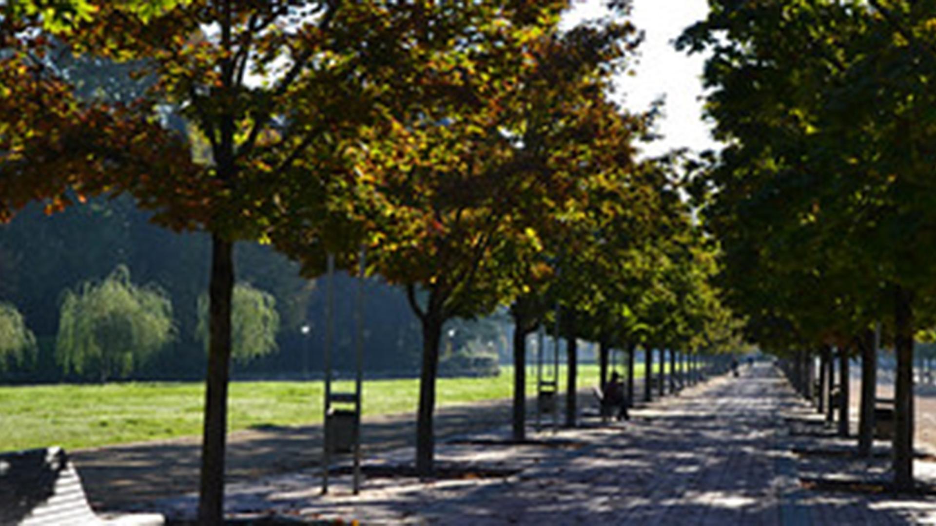 viale alberato
