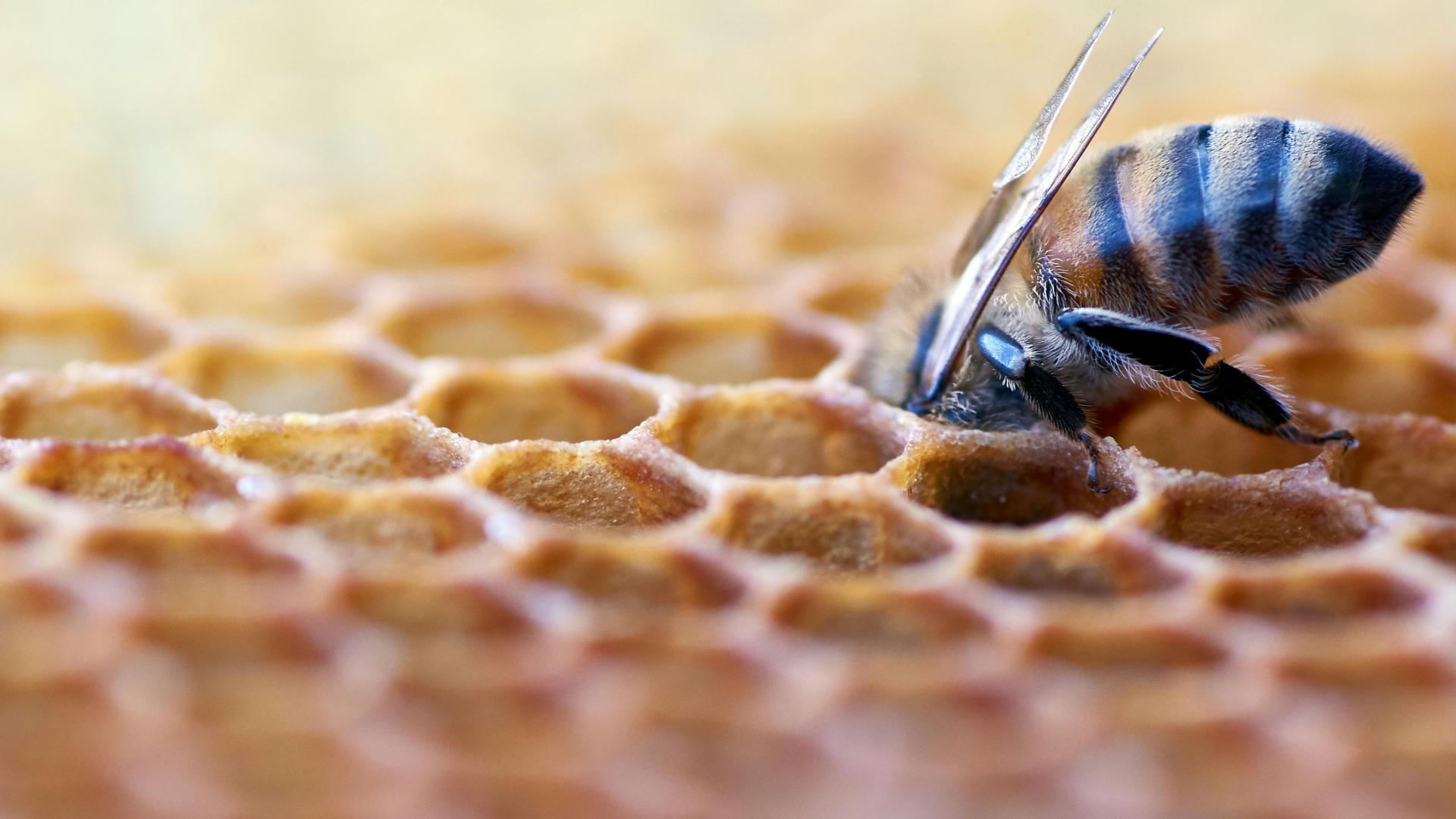 Agrinet il futuro in campo  nuova stagione televisiva